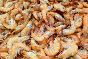 anisakis nei crostacei